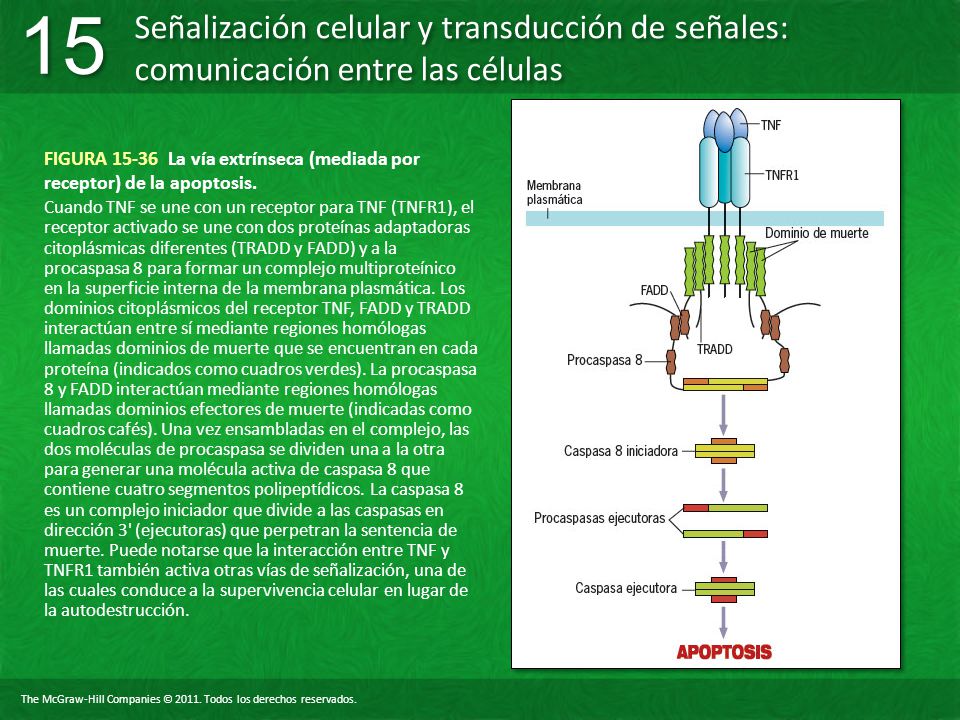 FIGURA La vía extrínseca (mediada por receptor) de la apoptosis.