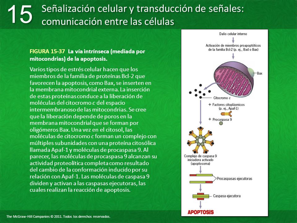 FIGURA La vía intrínseca (mediada por mitocondrias) de la apoptosis.