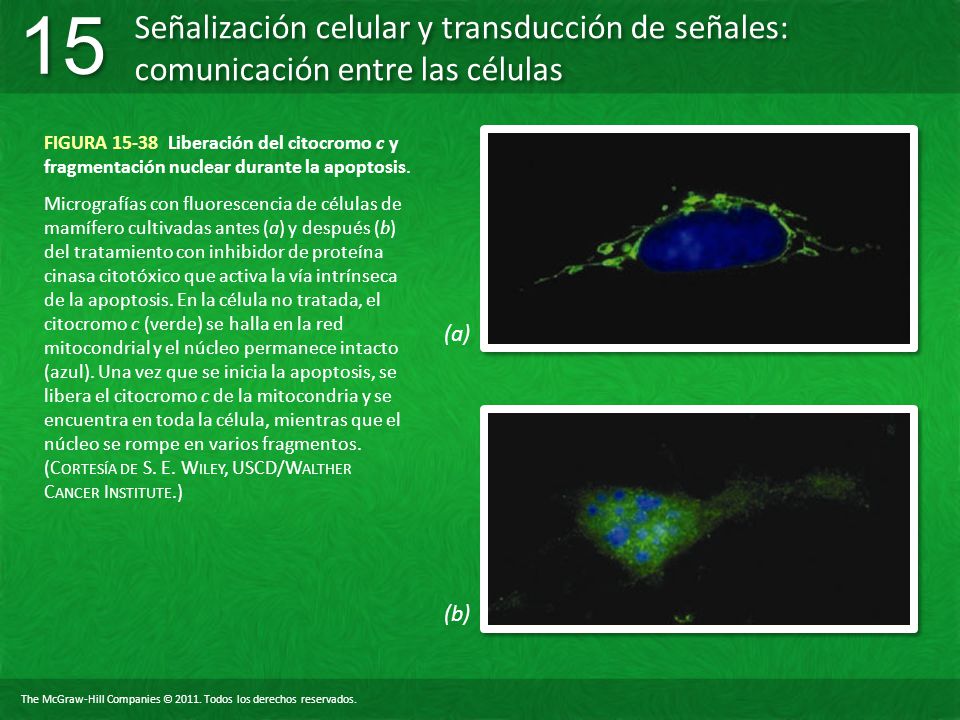 FIGURA Liberación del citocromo c y fragmentación nuclear durante la apoptosis.
