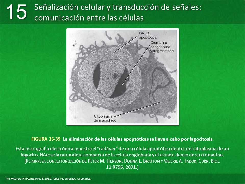 FIGURA La eliminación de las células apoptóticas se lleva a cabo por fagocitosis.