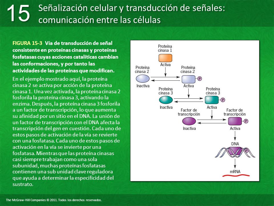 FIGURA 15-3 Vía de transducción de señal consistente en proteínas cinasas y proteínas fosfatasas cuyas acciones catalíticas cambian las conformaciones, y por tanto las actividades de las proteínas que modifican.