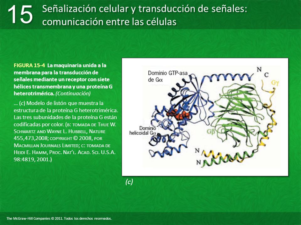 FIGURA 15-4 La maquinaria unida a la membrana para la transducción de señales mediante un receptor con siete hélices transmembrana y una proteína G heterotrimérica. (Continuación)