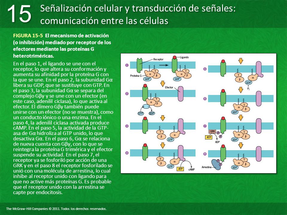 FIGURA 15-5 El mecanismo de activación (o inhibición) mediado por receptor de los efectores mediante las proteínas G heterotriméricas.