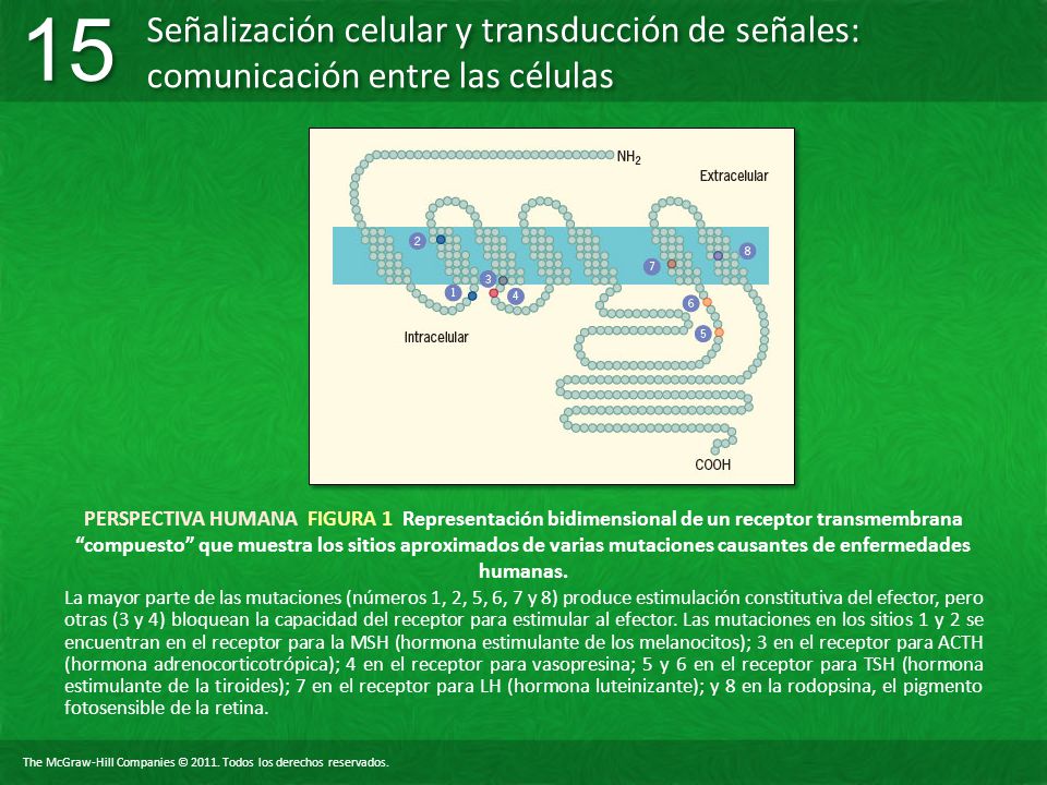 PERSPECTIVA HUMANA FIGURA 1 Representación bidimensional de un receptor transmembrana compuesto que muestra los sitios aproximados de varias mutaciones causantes de enfermedades humanas.