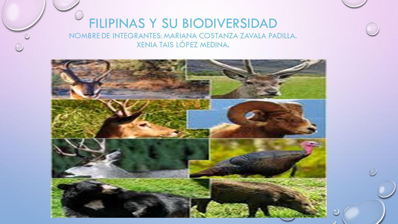 FILIPINAS Y SU BIODIVERSIDAD NOMBRE DE INTEGRANTES: Mariana Costanza Zavala padilla.
