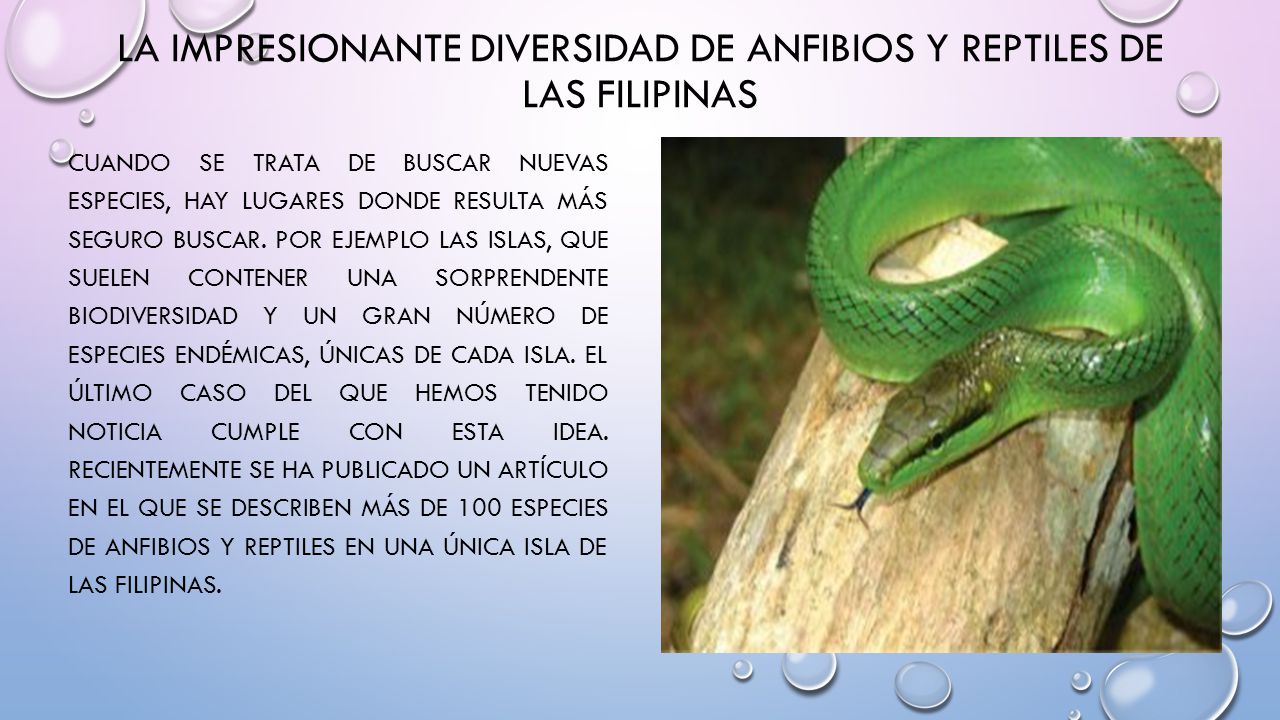 La impresionante diversidad de anfibios y reptiles de las Filipinas