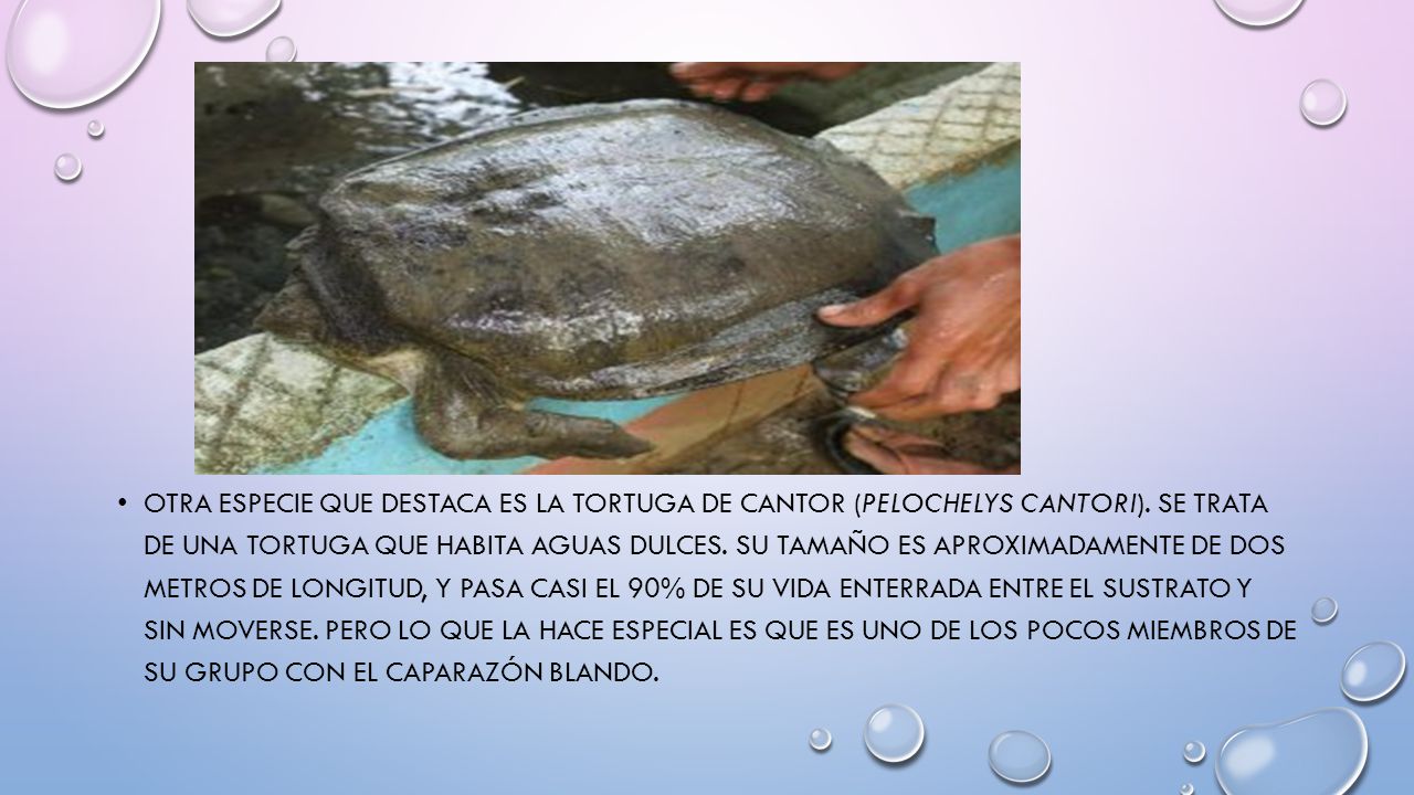 Otra especie que destaca es la tortuga de Cantor (Pelochelys cantori)