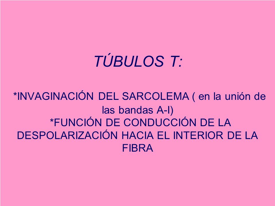 TÚBULOS T: *INVAGINACIÓN DEL SARCOLEMA ( en la unión de las bandas A-I) *FUNCIÓN DE CONDUCCIÓN DE LA DESPOLARIZACIÓN HACIA EL INTERIOR DE LA FIBRA