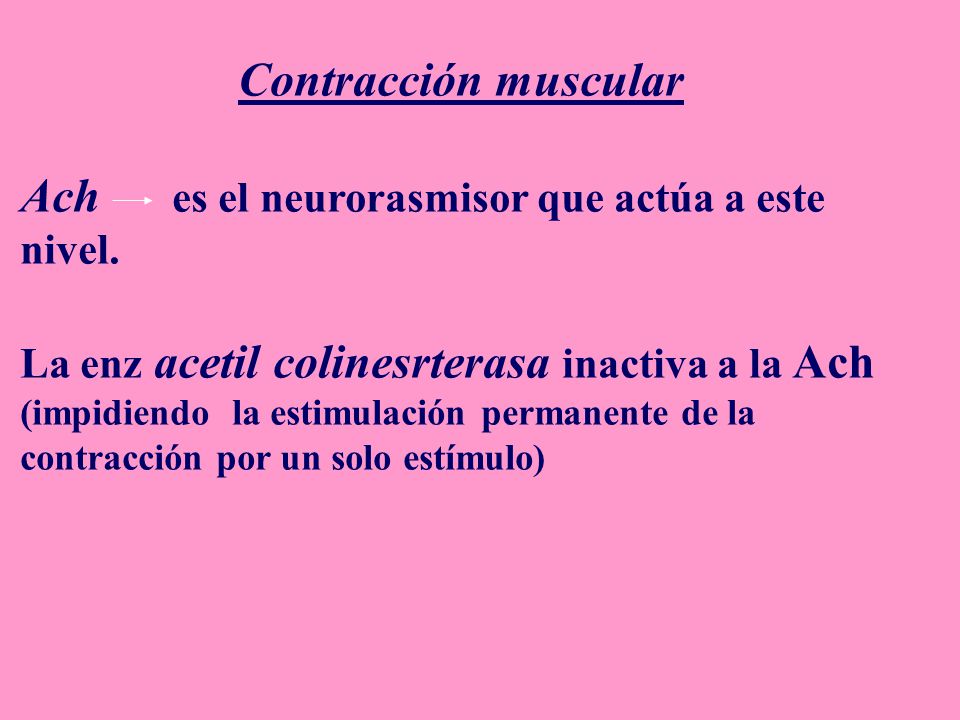 Ach es el neurorasmisor que actúa a este nivel.