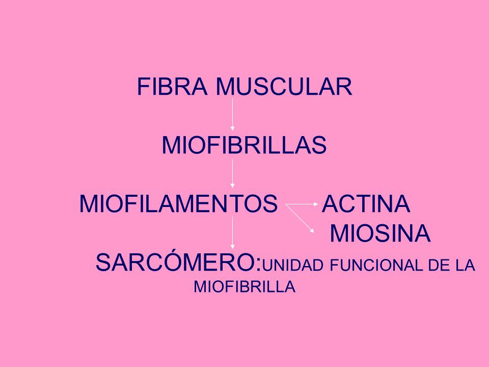 FIBRA MUSCULAR MIOFIBRILLAS MIOFILAMENTOS ACTINA MIOSINA SARCÓMERO:UNIDAD FUNCIONAL DE LA MIOFIBRILLA