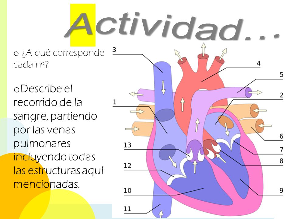 Actividad… ¿A qué corresponde cada nº