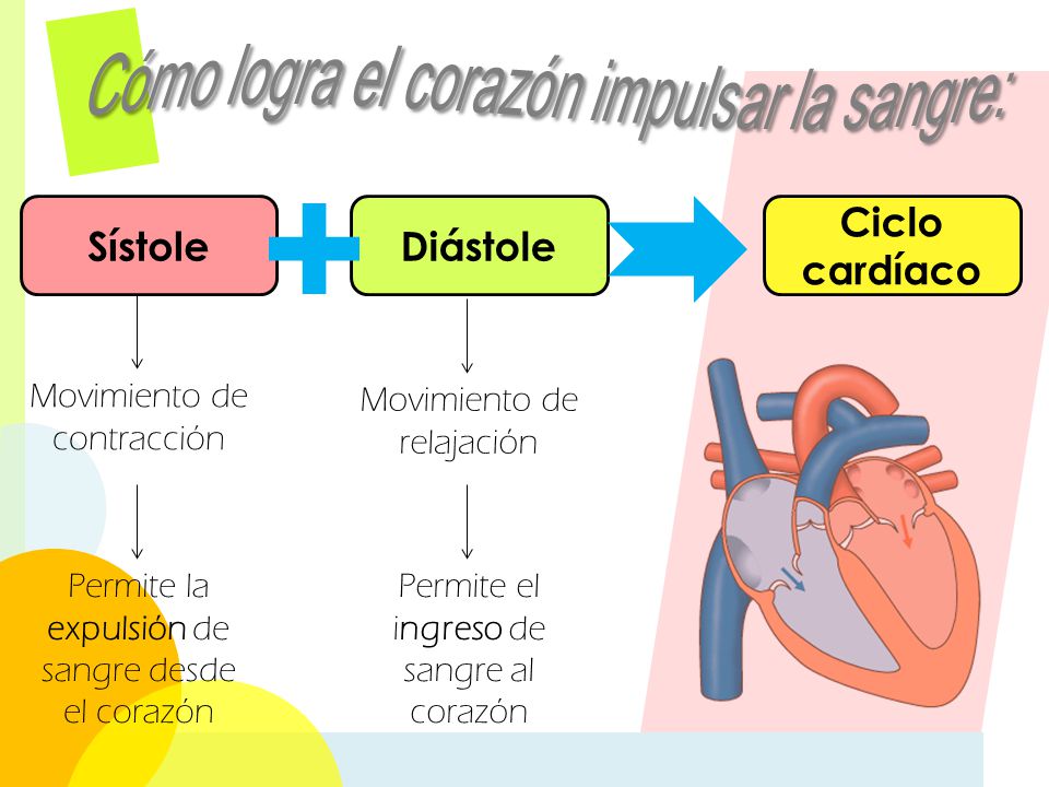 Cómo logra el corazón impulsar la sangre: