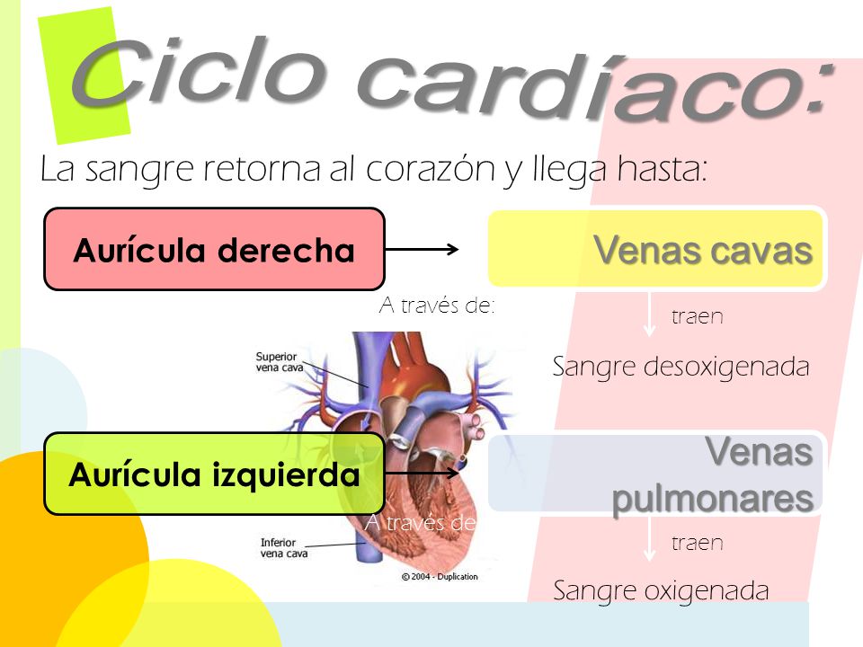 La sangre retorna al corazón y llega hasta: