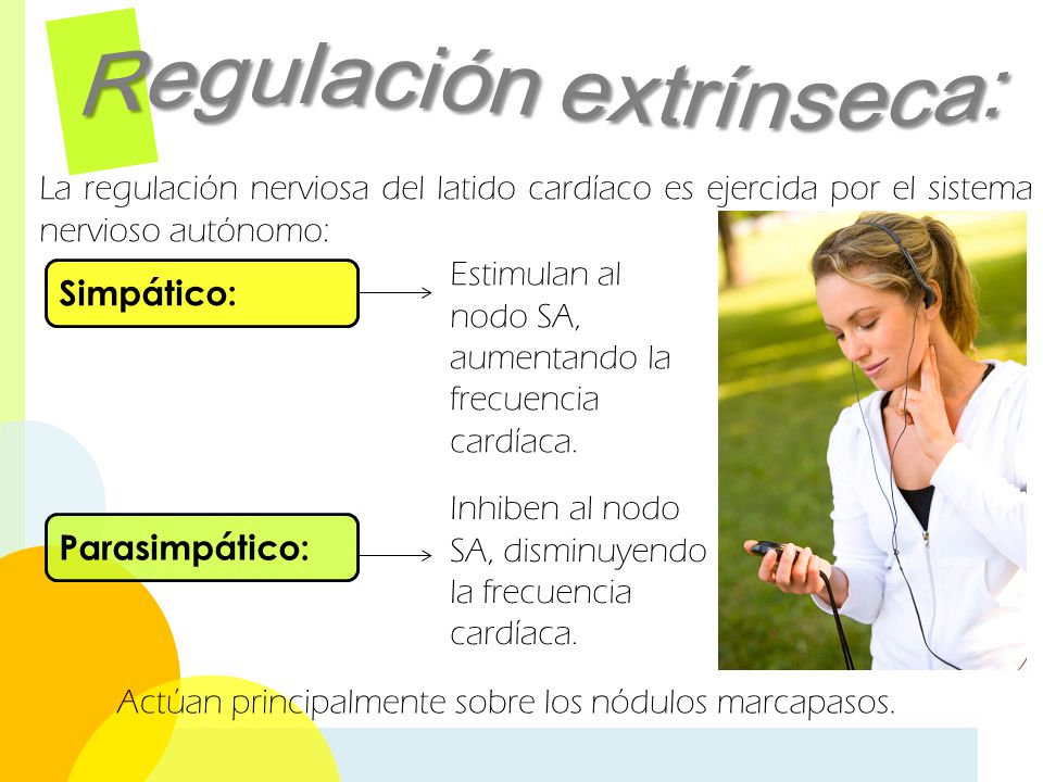 Actúan principalmente sobre los nódulos marcapasos.