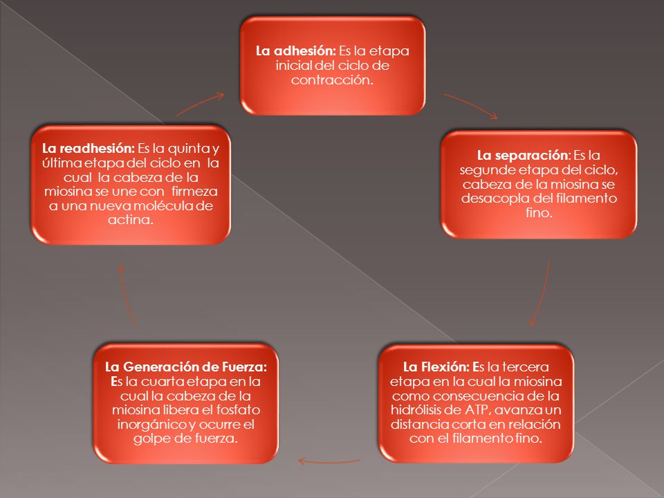 La adhesión: Es la etapa inicial del ciclo de contracción.