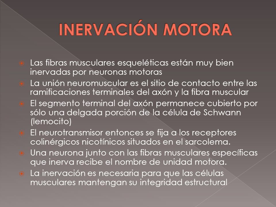 INERVACIÓN MOTORA Las fibras musculares esqueléticas están muy bien inervadas por neuronas motoras.