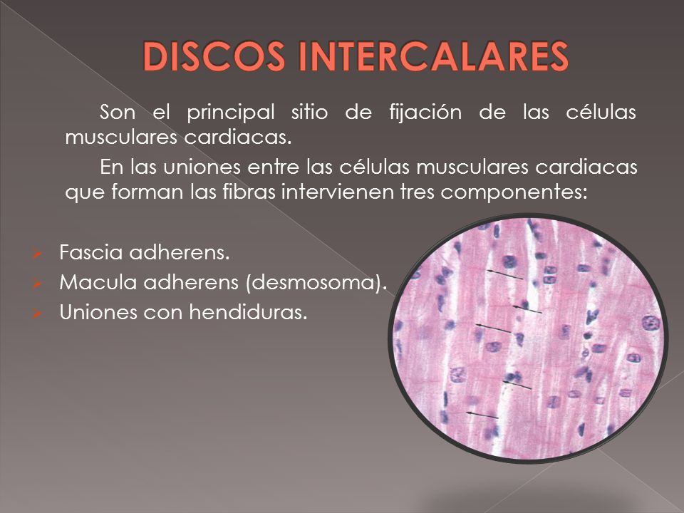 DISCOS INTERCALARES Son el principal sitio de fijación de las células musculares cardiacas.