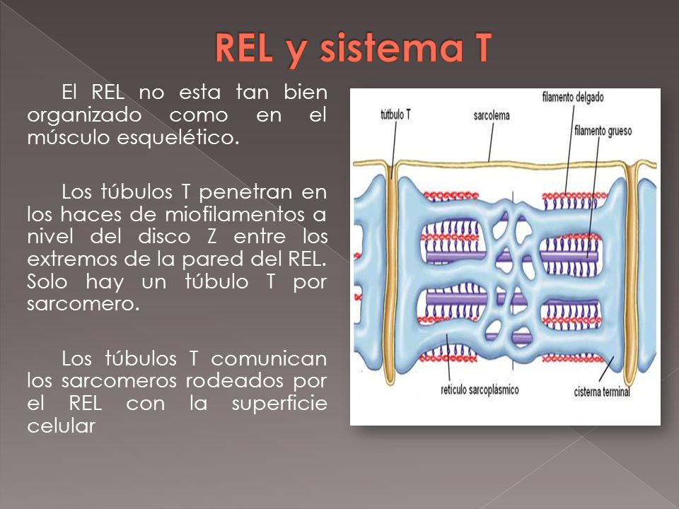 REL y sistema T El REL no esta tan bien organizado como en el músculo esquelético.