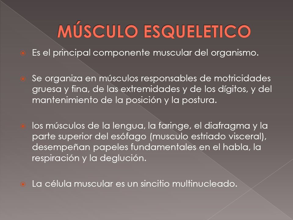 MÚSCULO ESQUELETICO Es el principal componente muscular del organismo.