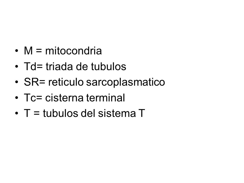 M = mitocondria Td= triada de tubulos. SR= reticulo sarcoplasmatico.