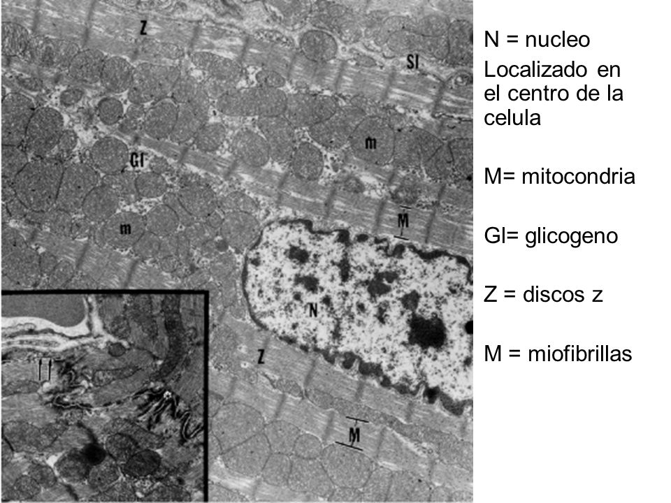 N = nucleo Localizado en el centro de la celula. M= mitocondria.