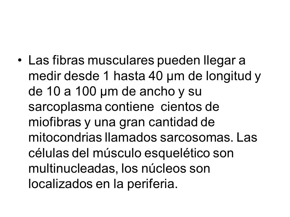 Las fibras musculares pueden llegar a medir desde 1 hasta 40 µm de longitud y de 10 a 100 µm de ancho y su sarcoplasma contiene cientos de miofibras y una gran cantidad de mitocondrias llamados sarcosomas.