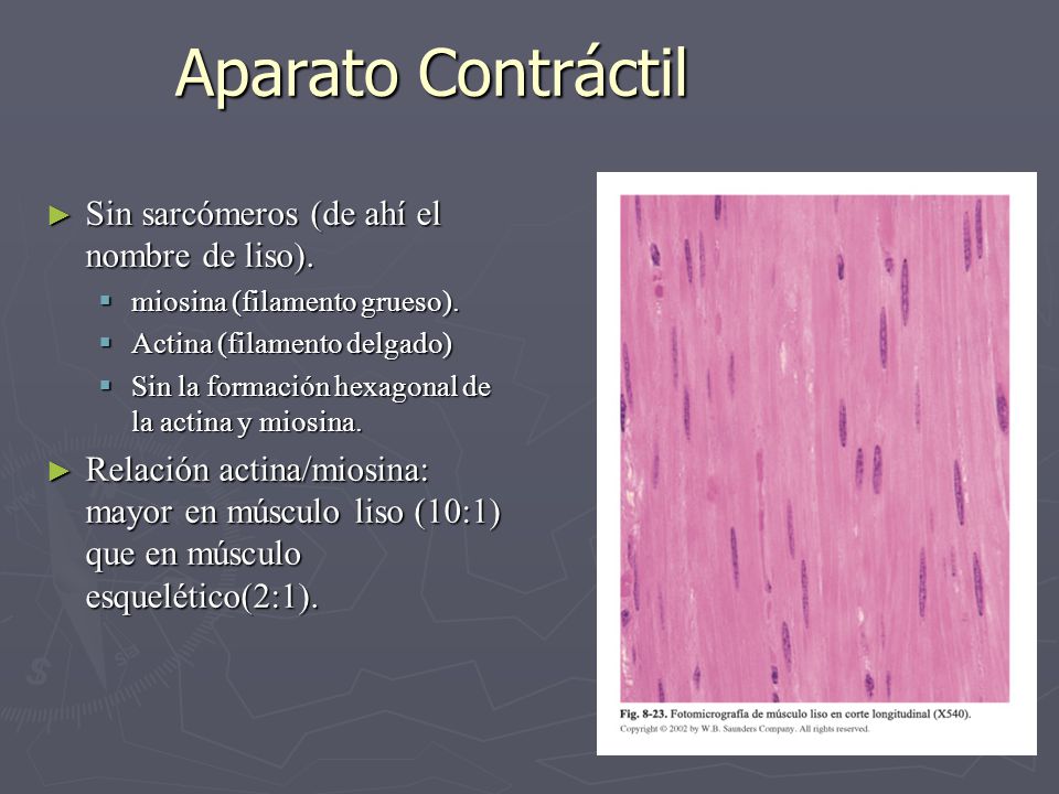 Aparato Contráctil Sin sarcómeros (de ahí el nombre de liso).