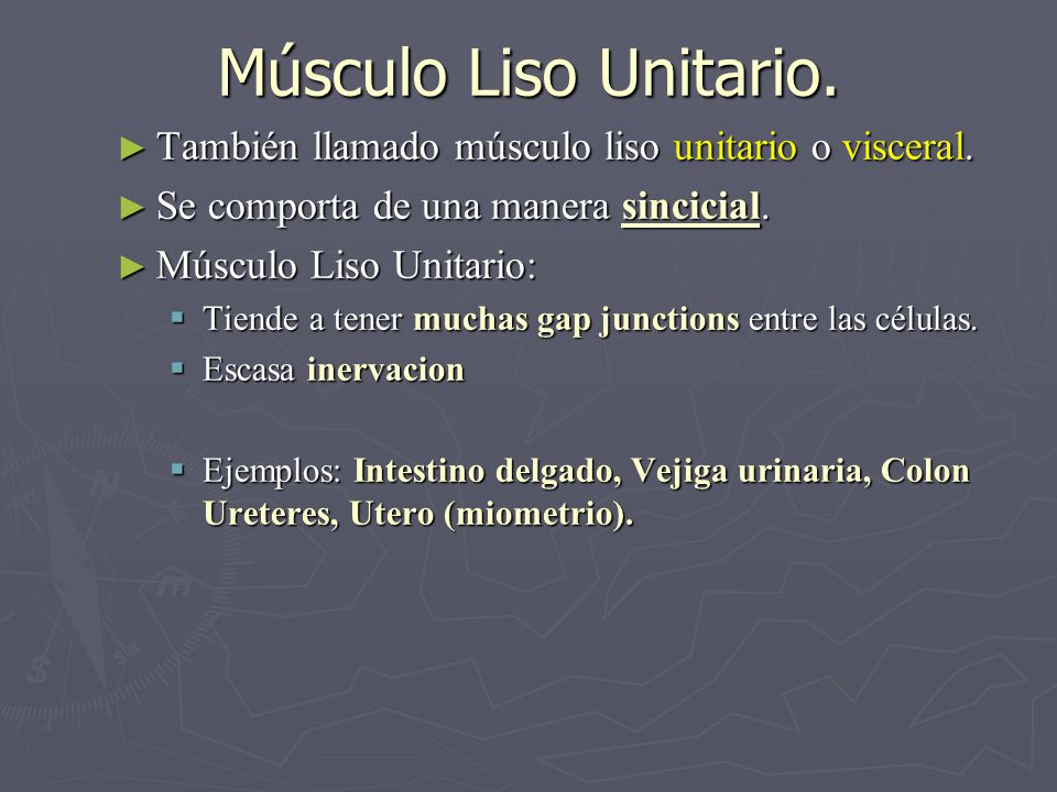 Músculo Liso Unitario. También llamado músculo liso unitario o visceral. Se comporta de una manera sincicial.