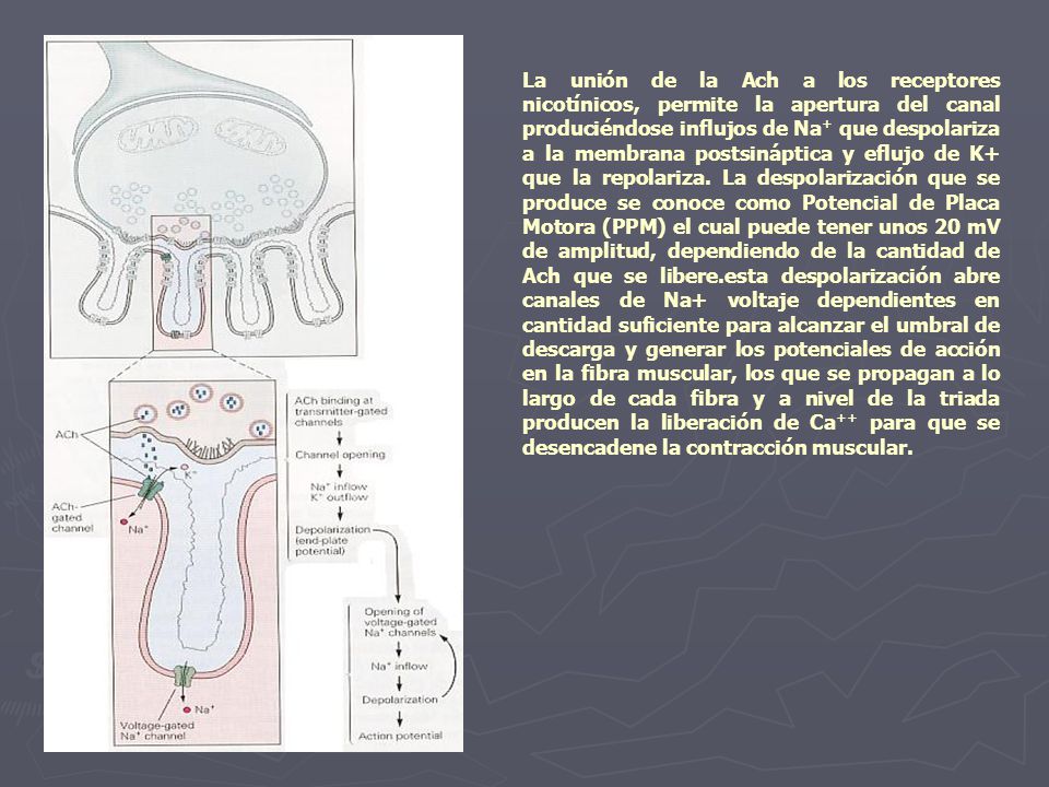La unión de la Ach a los receptores nicotínicos, permite la apertura del canal produciéndose influjos de Na+ que despolariza a la membrana postsináptica y eflujo de K+ que la repolariza.
