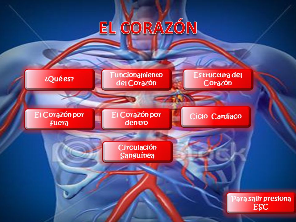 EL CORAZÓN ¿Qué es Funcionamiento del Corazón Estructura del Corazón