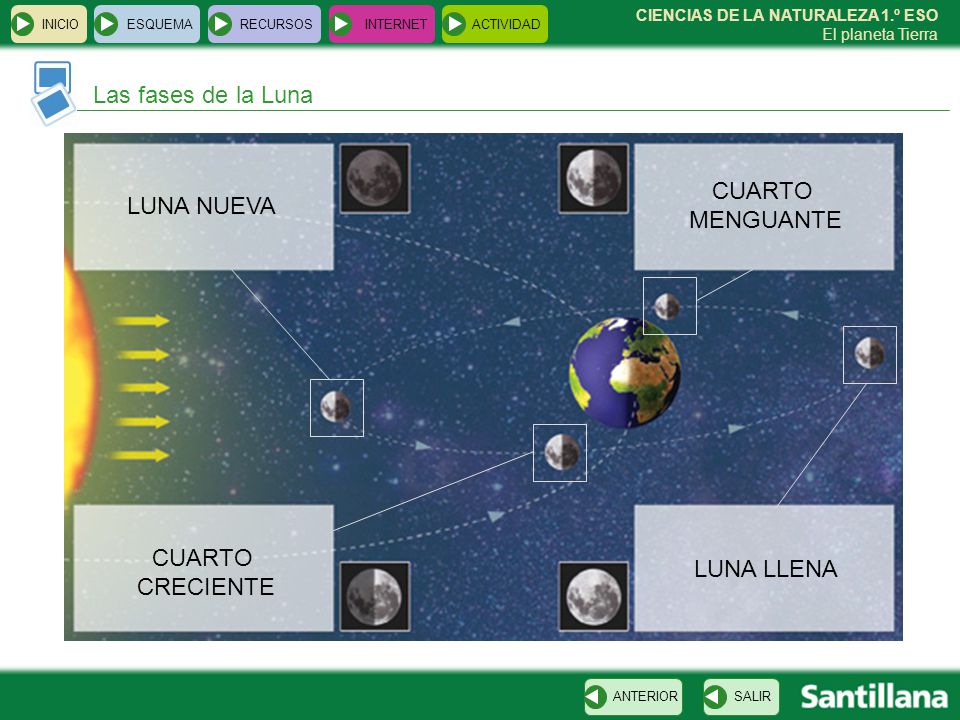 Las fases de la Luna CUARTO LUNA NUEVA MENGUANTE CUARTO LUNA LLENA