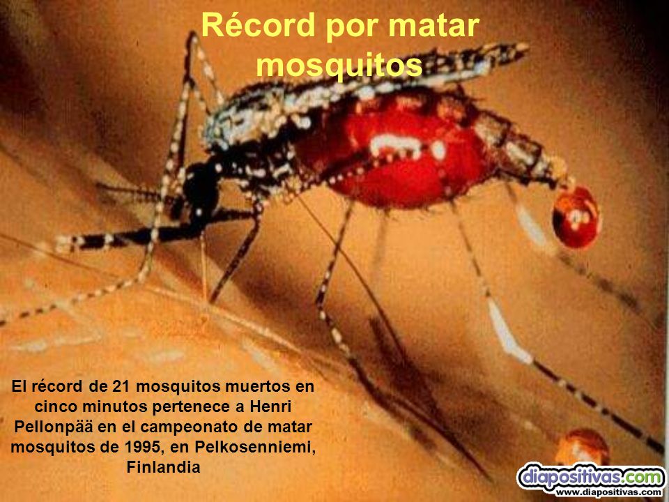 Récord por matar mosquitos