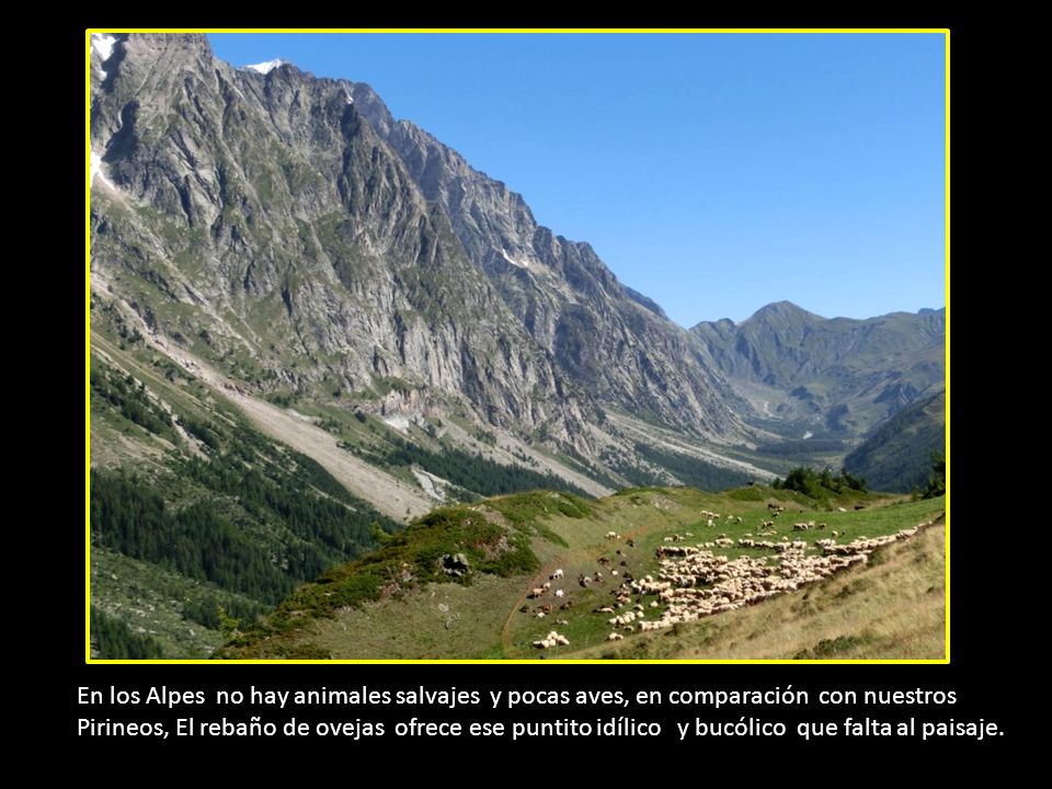 En los Alpes no hay animales salvajes y pocas aves, en comparación con nuestros Pirineos, El rebaño de ovejas ofrece ese puntito idílico y bucólico que falta al paisaje.