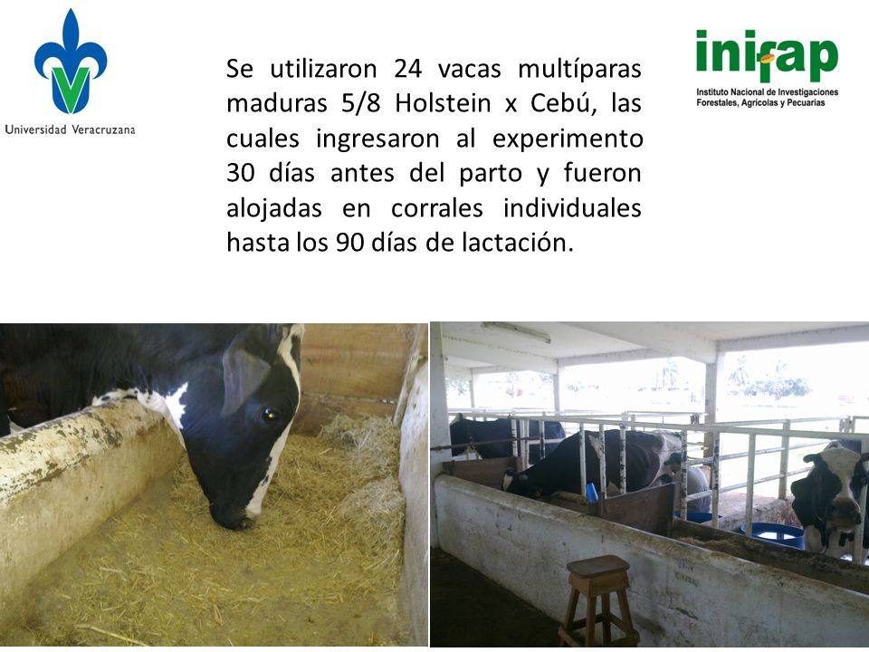 Se utilizaron 24 vacas multíparas maduras 5/8 Holstein x Cebú, las cuales ingresaron al experimento 30 días antes del parto y fueron alojadas en corrales individuales hasta los 90 días de lactación.