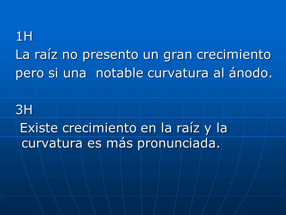 1H La raíz no presento un gran crecimiento. pero si una notable curvatura al ánodo. 3H.