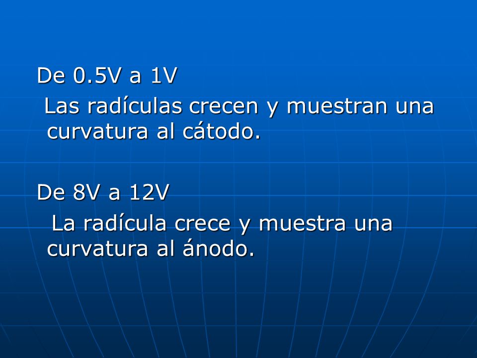De 0.5V a 1V Las radículas crecen y muestran una curvatura al cátodo.