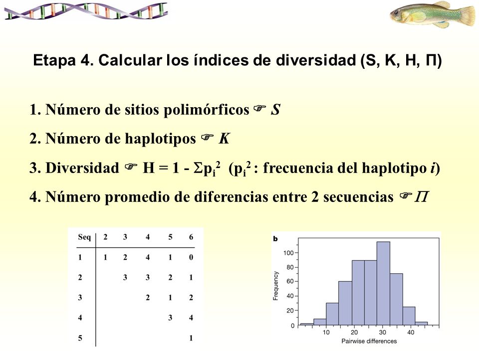 Etapa 4. Calcular los índices de diversidad (S, K, H, Π)