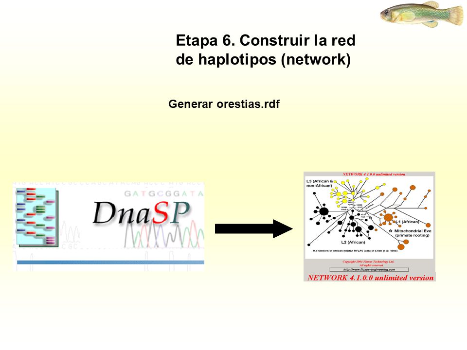 Etapa 6. Construir la red de haplotipos (network)