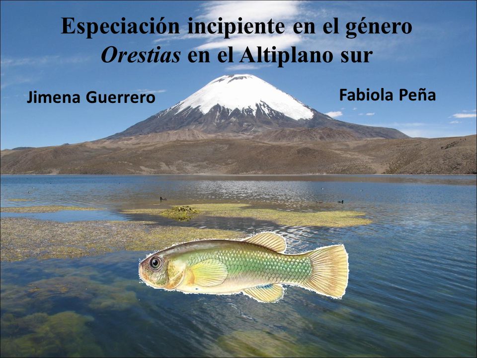 Especiación incipiente en el género Orestias en el Altiplano sur