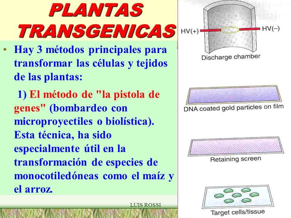 PLANTAS TRANSGENICAS Hay 3 métodos principales para transformar las células y tejidos de las plantas: