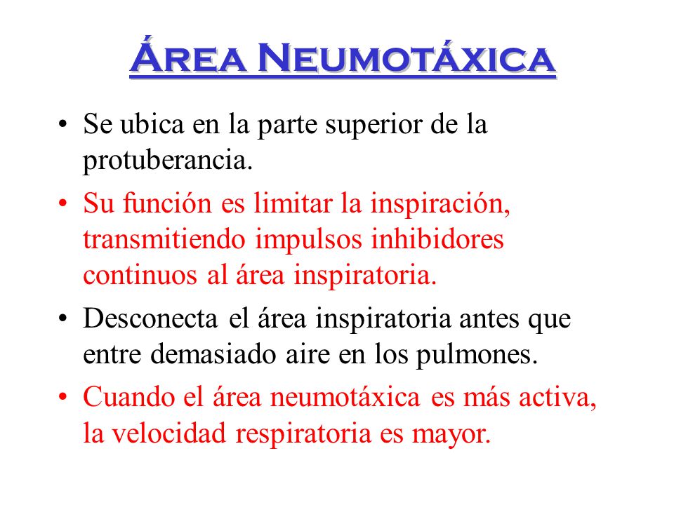 Área Neumotáxica Se ubica en la parte superior de la protuberancia.