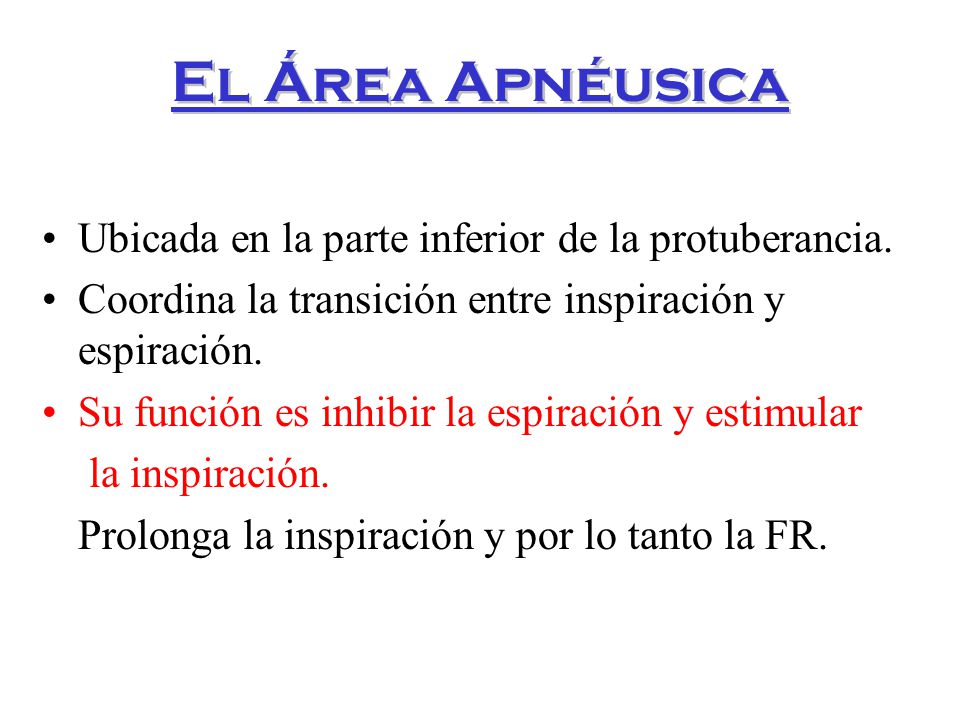 El Área Apnéusica Ubicada en la parte inferior de la protuberancia.