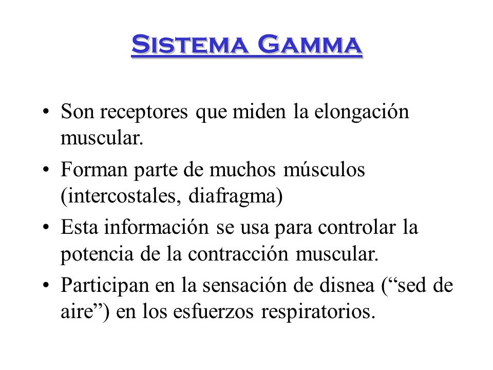 Sistema Gamma Son receptores que miden la elongación muscular.