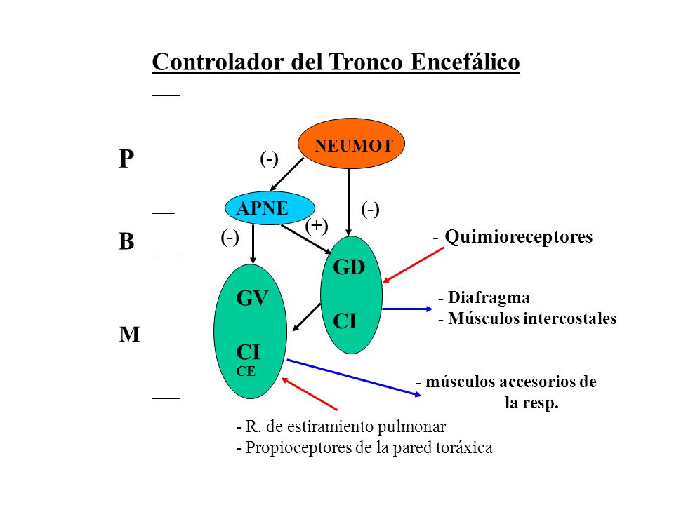 P Controlador del Tronco Encefálico B GD CI GV CI M (-) APNE (-) (+)