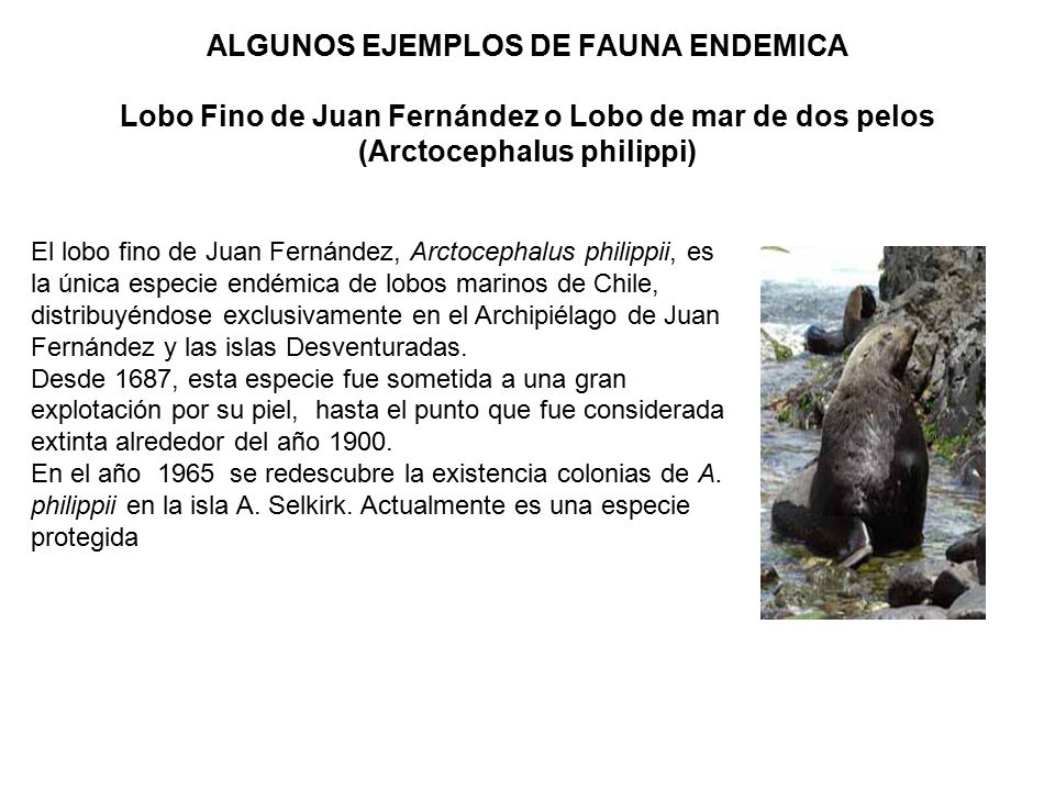 ALGUNOS EJEMPLOS DE FAUNA ENDEMICA Lobo Fino de Juan Fernández o Lobo de mar de dos pelos (Arctocephalus philippi)