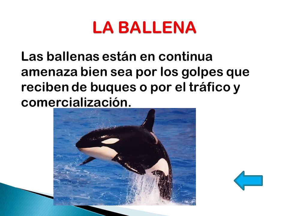 LA BALLENA Las ballenas están en continua amenaza bien sea por los golpes que reciben de buques o por el tráfico y comercialización.