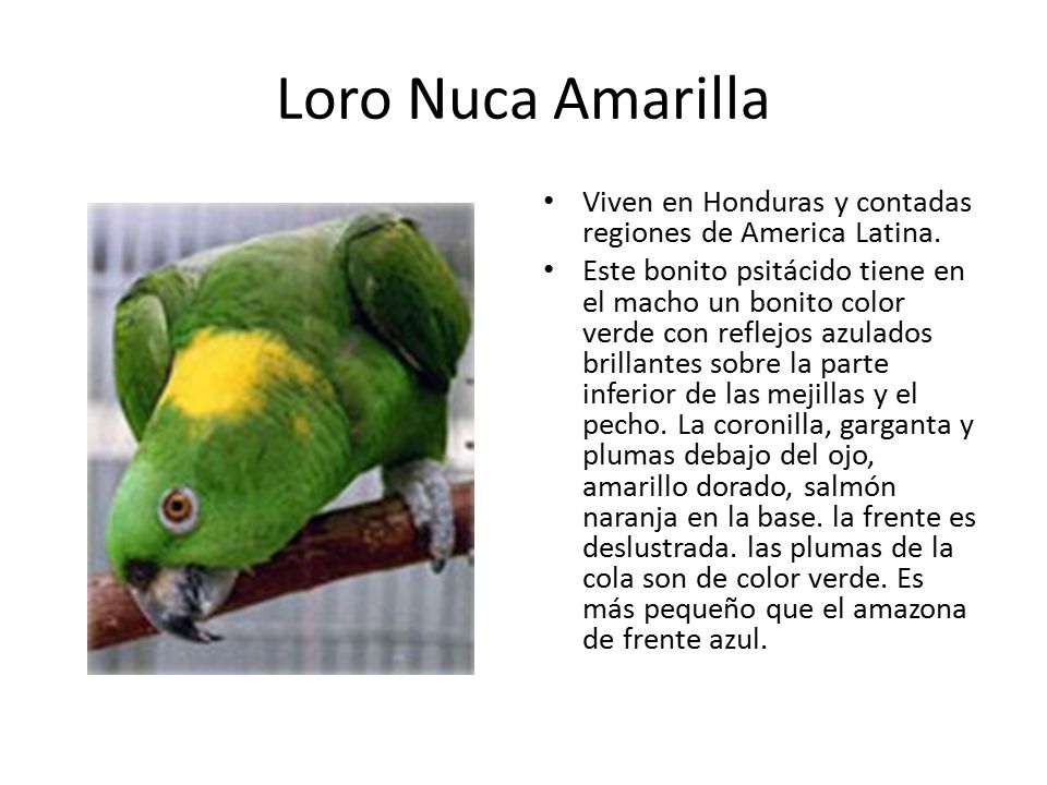 Loro Nuca Amarilla Viven en Honduras y contadas regiones de America Latina.