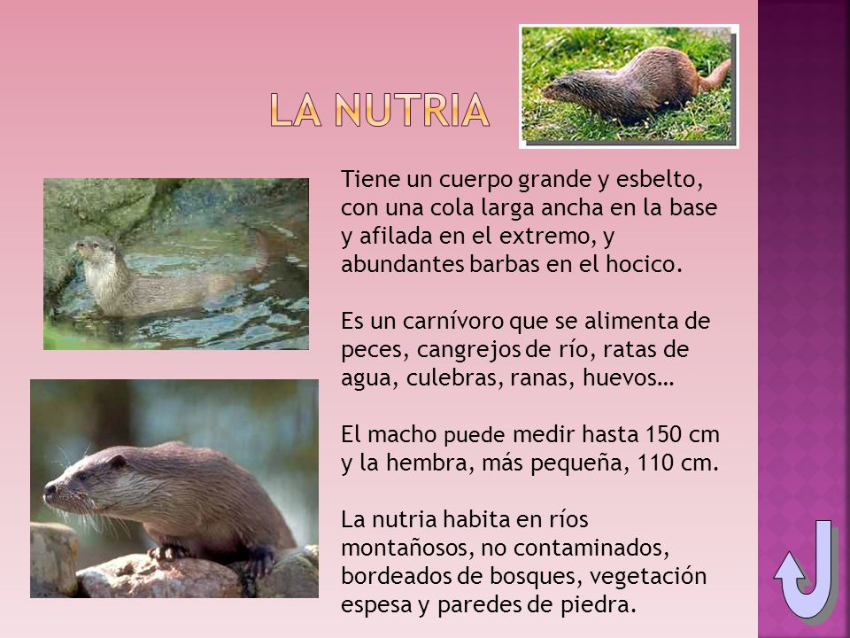 La Nutria Tiene un cuerpo grande y esbelto, con una cola larga ancha en la base y afilada en el extremo, y abundantes barbas en el hocico.
