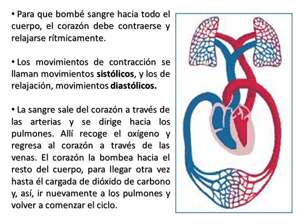 Para que bombé sangre hacia todo el cuerpo, el corazón debe contraerse y relajarse rítmicamente.