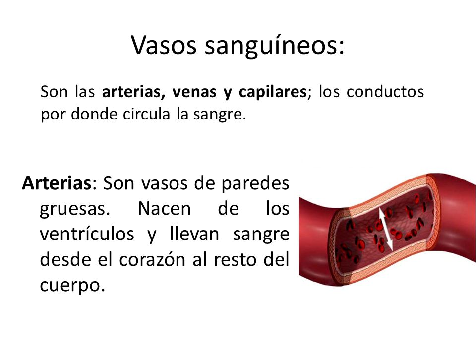 Vasos sanguíneos: Son las arterias, venas y capilares; los conductos por donde circula la sangre.
